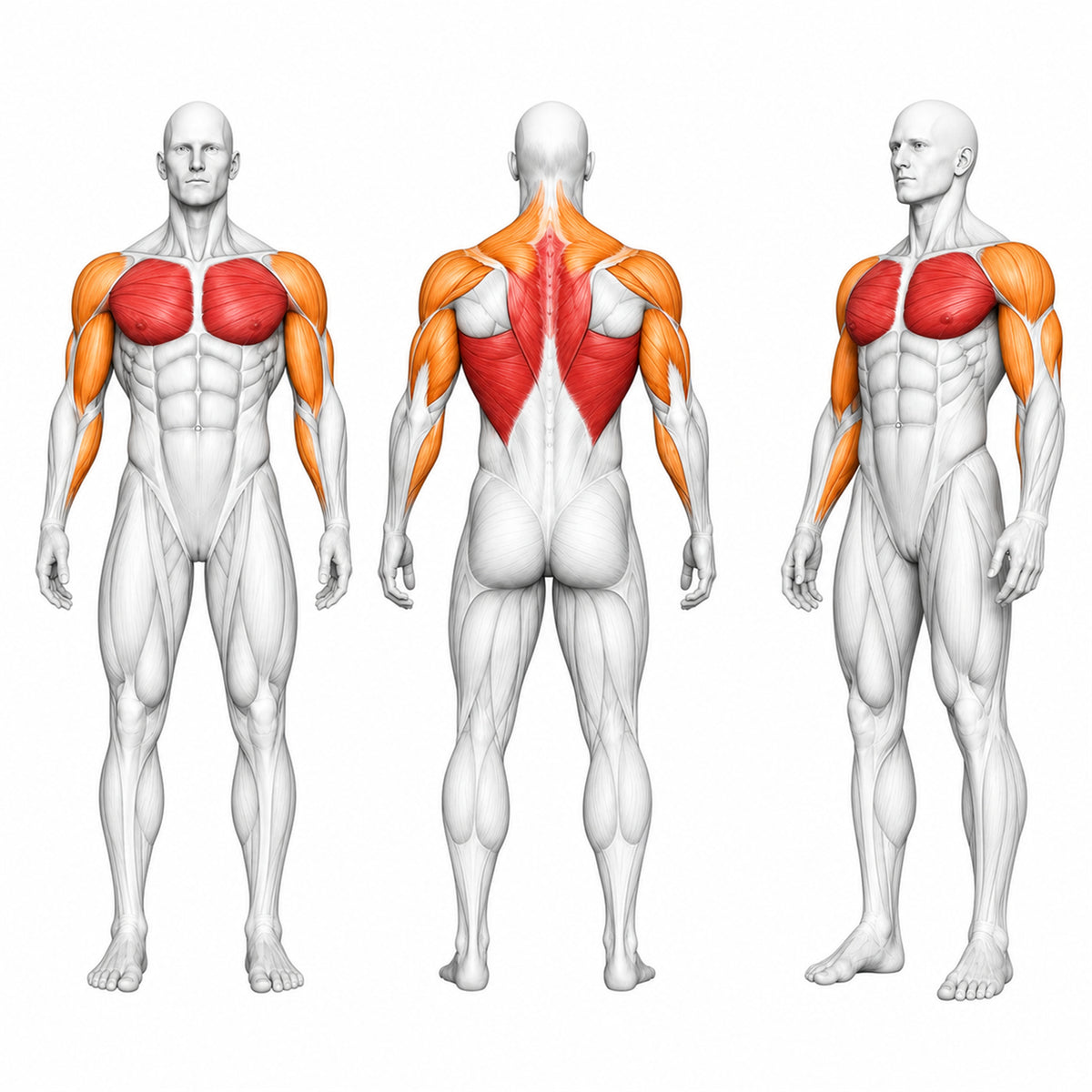 DHZ P-FORCE PM2002 Iso-Lateral Chest & Back – Plate Loaded Iso-Laterale Brust- und Rückenmaschine – Übersicht der trainierten Muskelgruppen