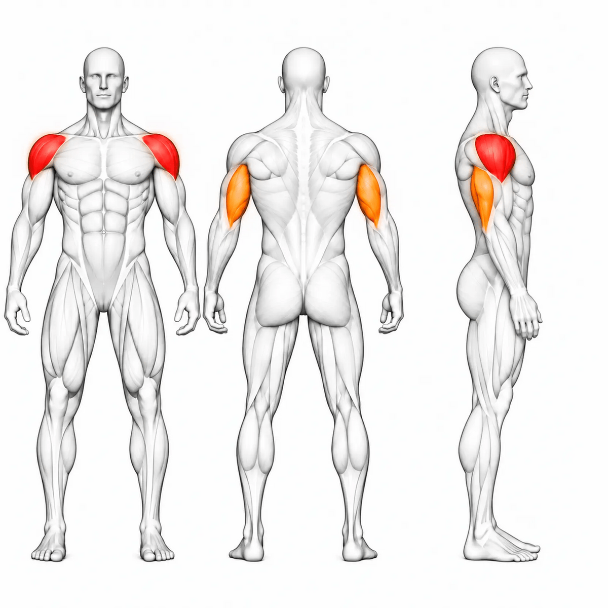DHZ A703L Shoulder Press – animierte Muskelgruppen: vordere und seitliche Schulter primär, Trizeps sekundär