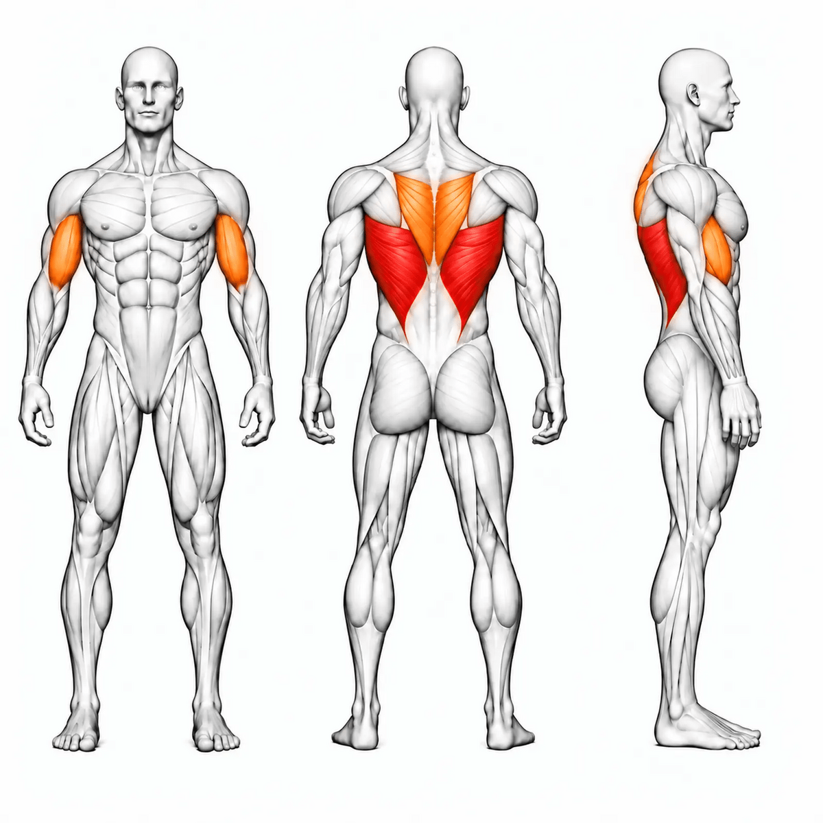 DHZ D610 Circular Lat Pulldown – animierte Muskelgruppen: Latissimus primär, oberer und mittlerer Rücken sowie Bizeps sekundär
