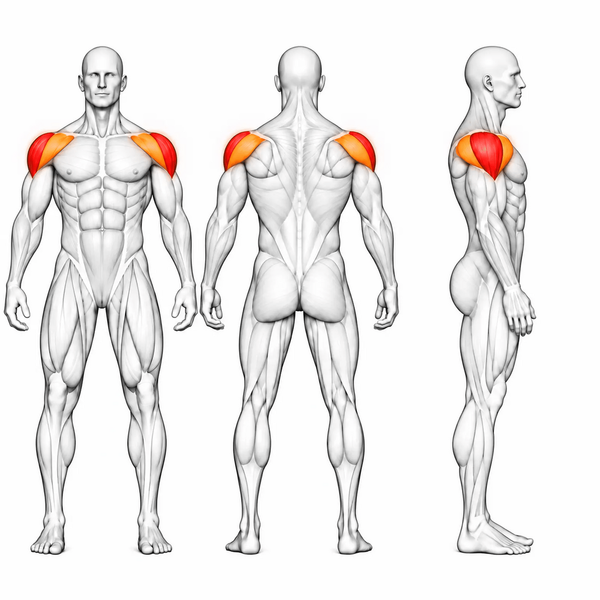 DHZ E7005 Lateral Raise – animierte Muskelgruppen: mittlere Schulter primär, vordere und hintere Schulter sekundär