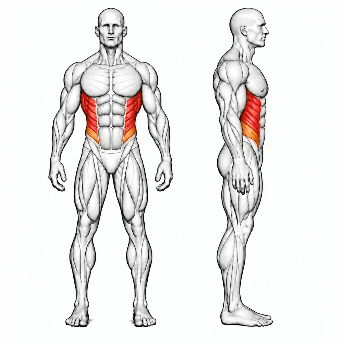 DHZ E7018 Rotary Torso – animierte Muskelgruppen: schräge Bauchmuskulatur primär, tiefer Core sekundär