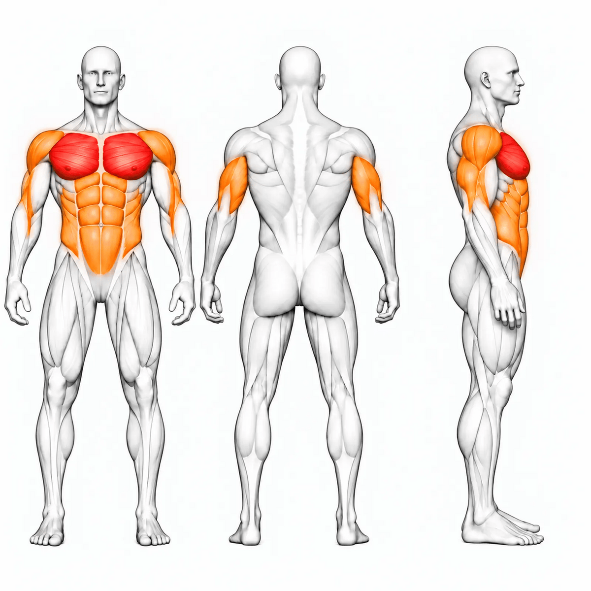 Animierte Muskelgruppen für DHZ PM3012 Olympic Flat Bench: Brust primär, vordere Schulter, Trizeps und Core sekundär