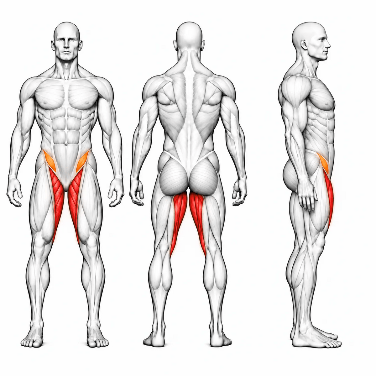 DHZ S-FORCE SM5021 Adductor – animierte Muskelgruppen: Adduktoren primär, Hüftbeuger sekundär