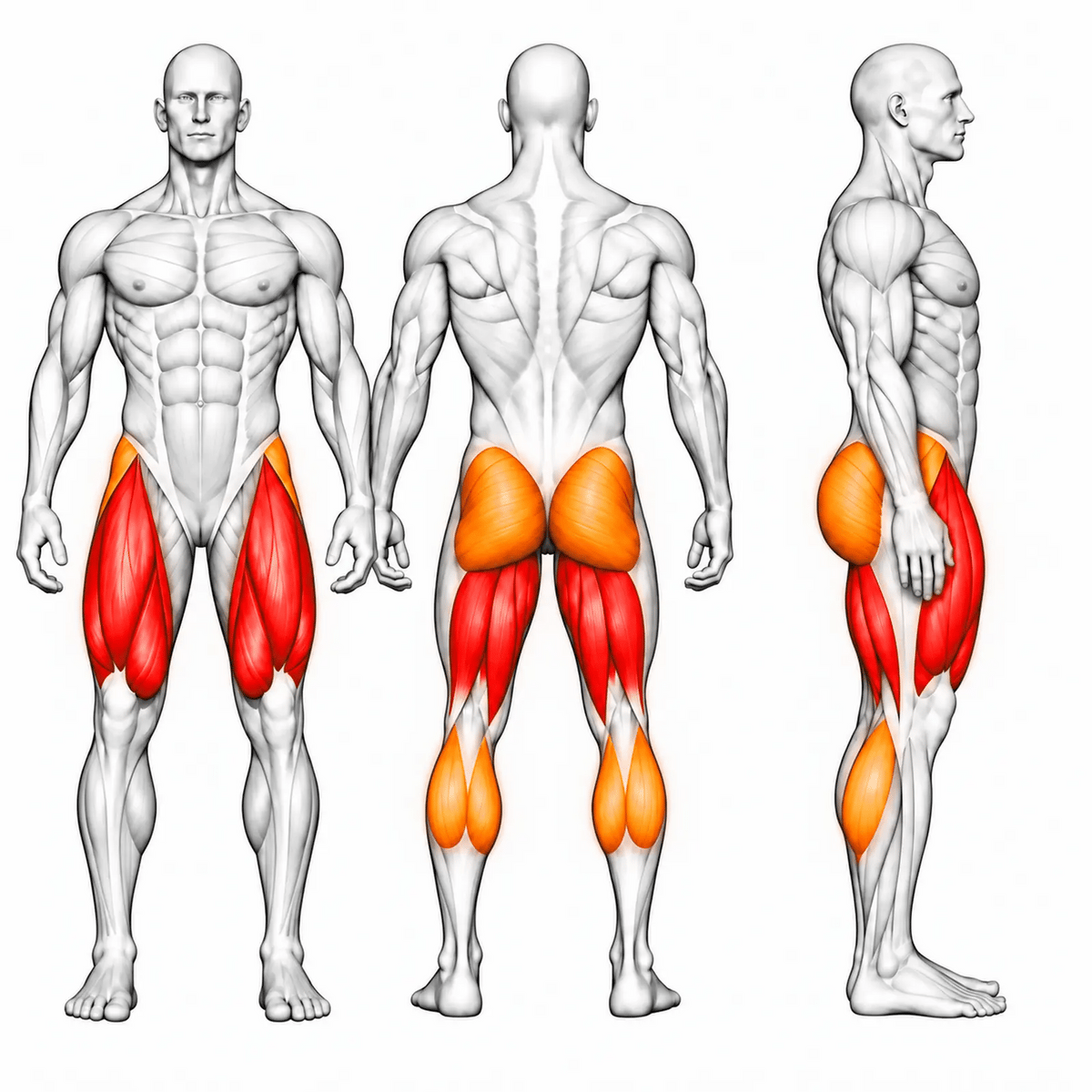 DHZ S-FORCE SM5090 Dual Beinstrecker und Beinbeuger sitzend – animierte Muskelgruppen: Quadrizeps und Hamstrings primär, Gesäß, Waden und Hüftstabilisatoren sekundär