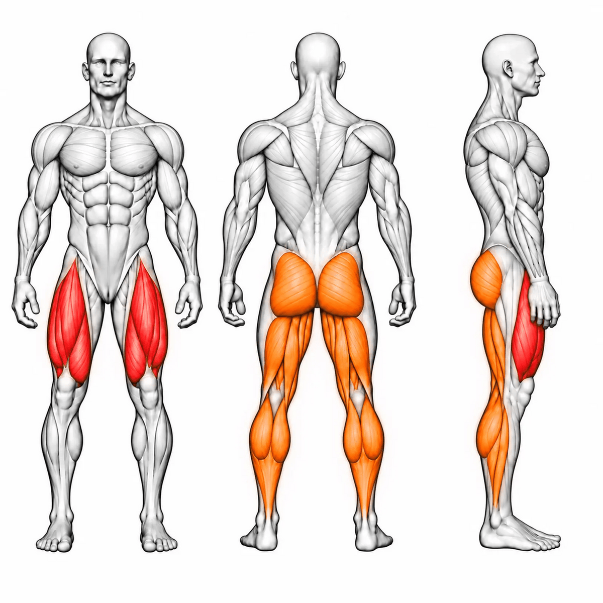DHZ TITAN Extreme T916 Pendulum Squat – animierte Muskelgruppen: Quadrizeps, Gesäß, Hamstrings und Waden