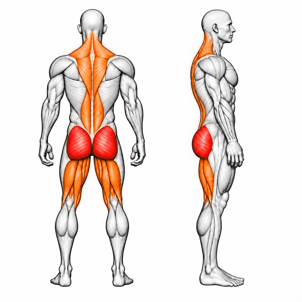 DHZ TITAN Extreme T918 Double Deadlift – animierte Muskelgruppen: Gesäß, Hamstrings, Rückenstrecker und Trapez