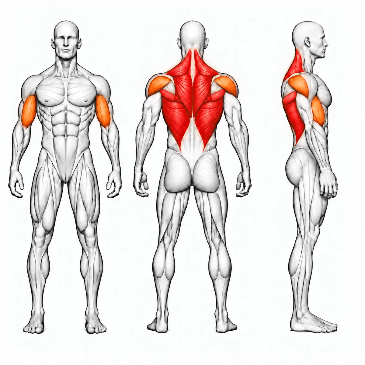 DHZ TITAN Extreme T951 Super High Row – animierte Muskelgruppen: Latissimus, Teres Major, Rhomboiden und Trapez primär, hintere Schulter und Bizeps sekundär
