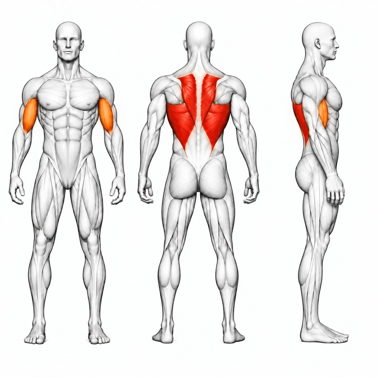 Animierte Muskelgruppen der DHZ U2012 Lat Pull: Latissimus und oberer Rücken primär, Bizeps sekundär