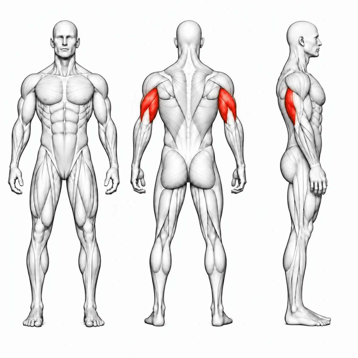 Animierte Muskelgruppen des DHZ U2027 Seated Triceps Flat: Trizeps primär