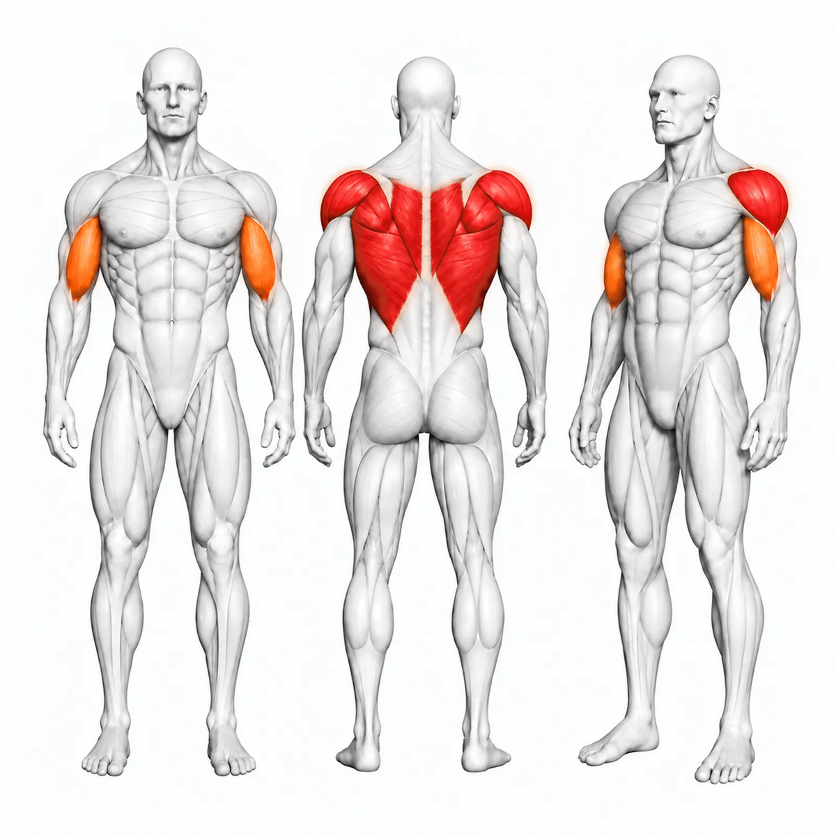 Animierte Muskelgruppen des DHZ U2034 Vertical Row: Latissimus, mittlerer Rücken und hintere Schulter primär, Bizeps sekundär