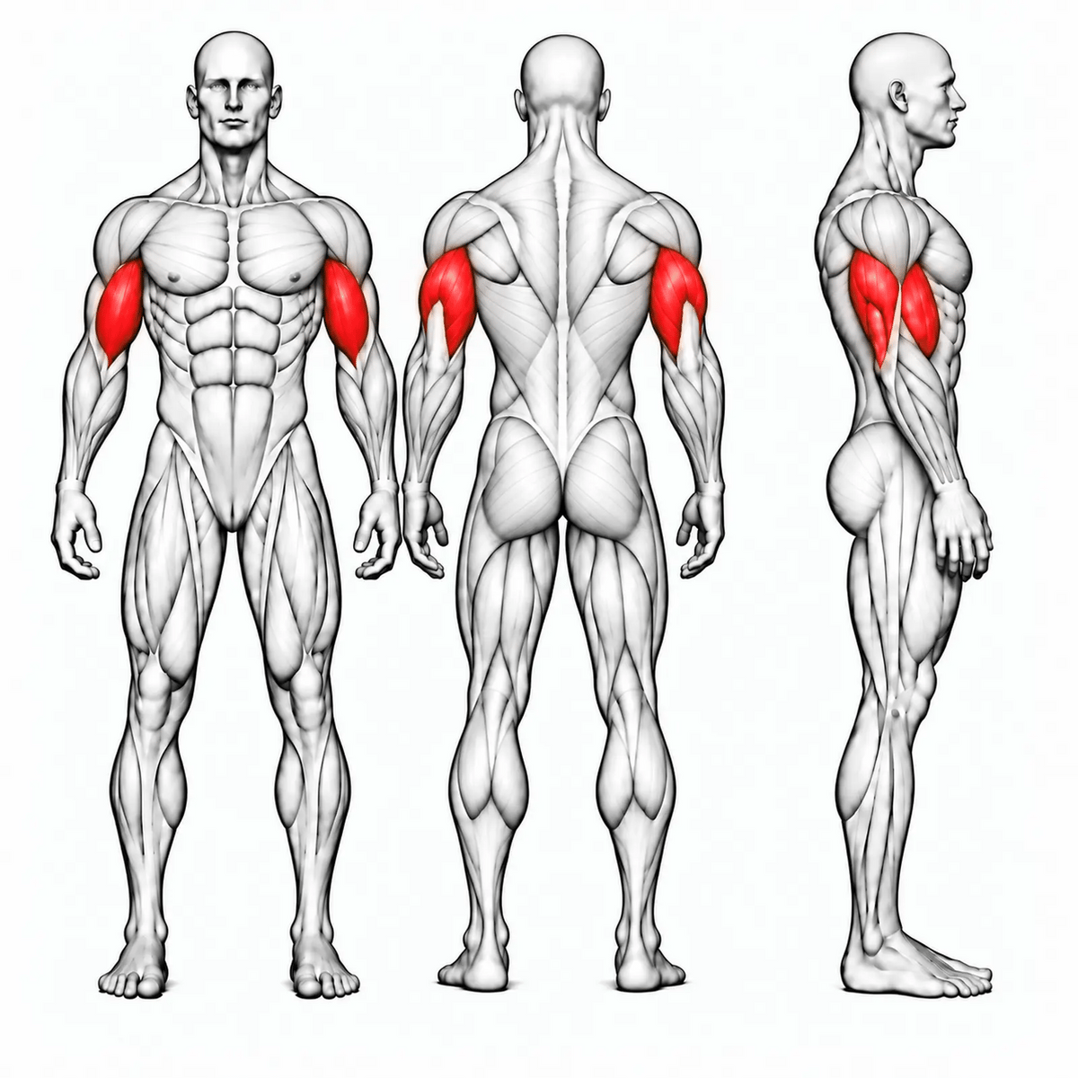 DHZ U2087 Camber Curl & Triceps – animierte Muskelgruppen: Bizeps und Trizeps primär