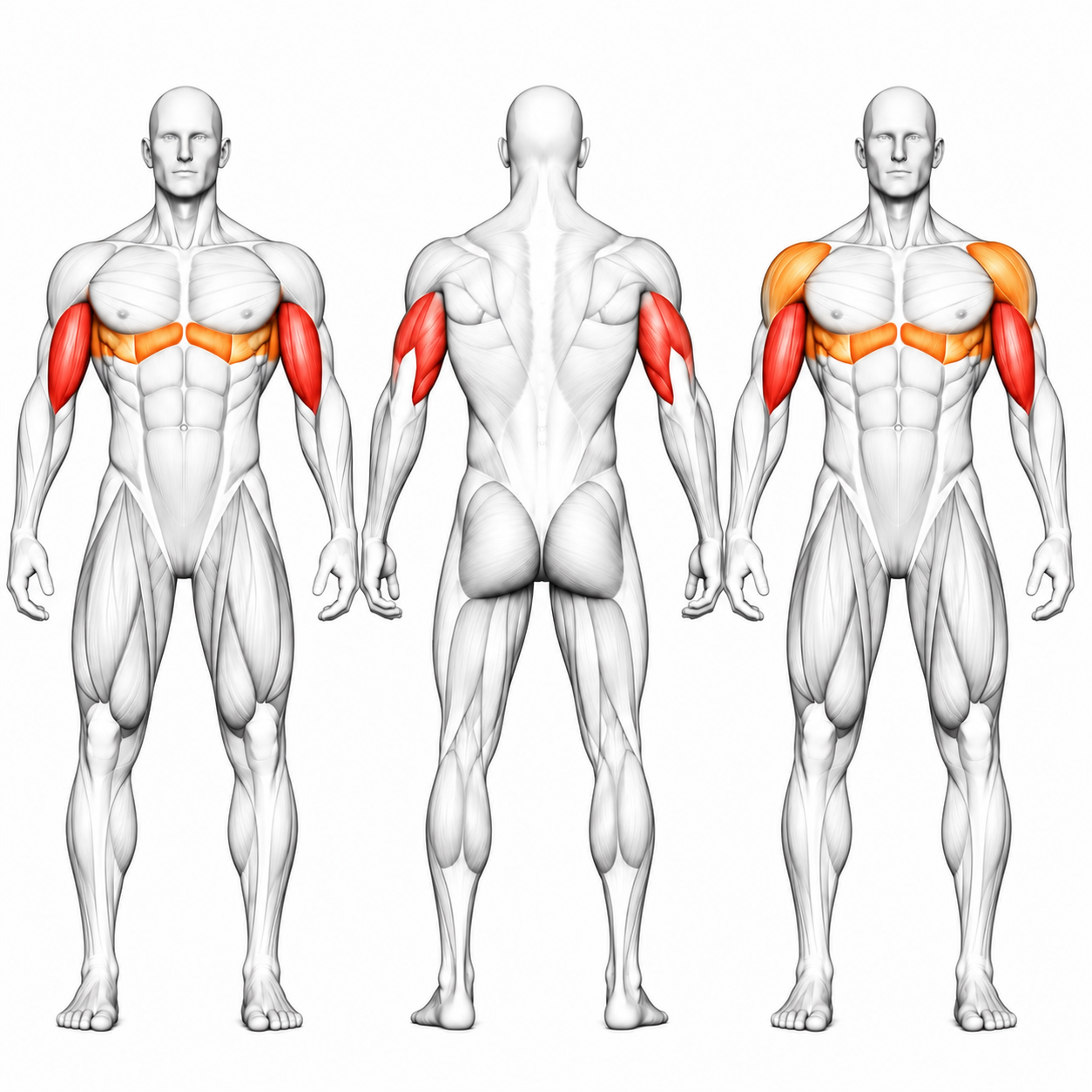 DHZ TITAN Extreme T913 Dips Press Dual System – Dip-Maschine für Trizeps- und Brusttraining