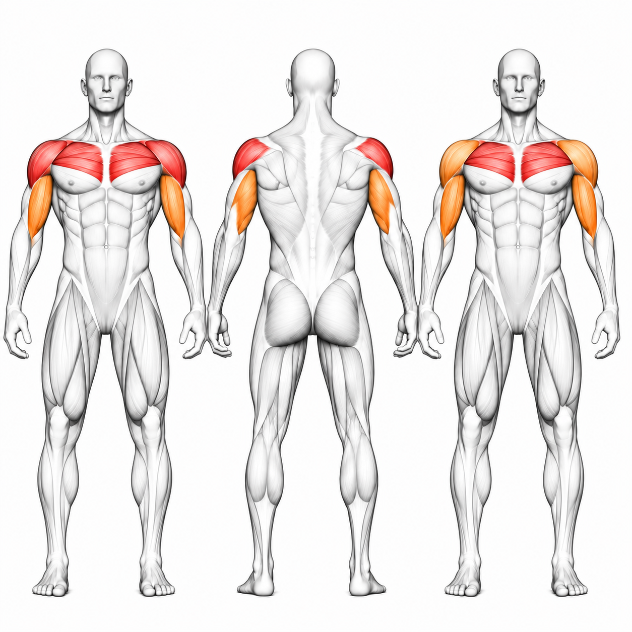 DHZ Fitness DHZ TITAN Mechanix Lis na hrudník Y905ZAG - Lis na hrudník