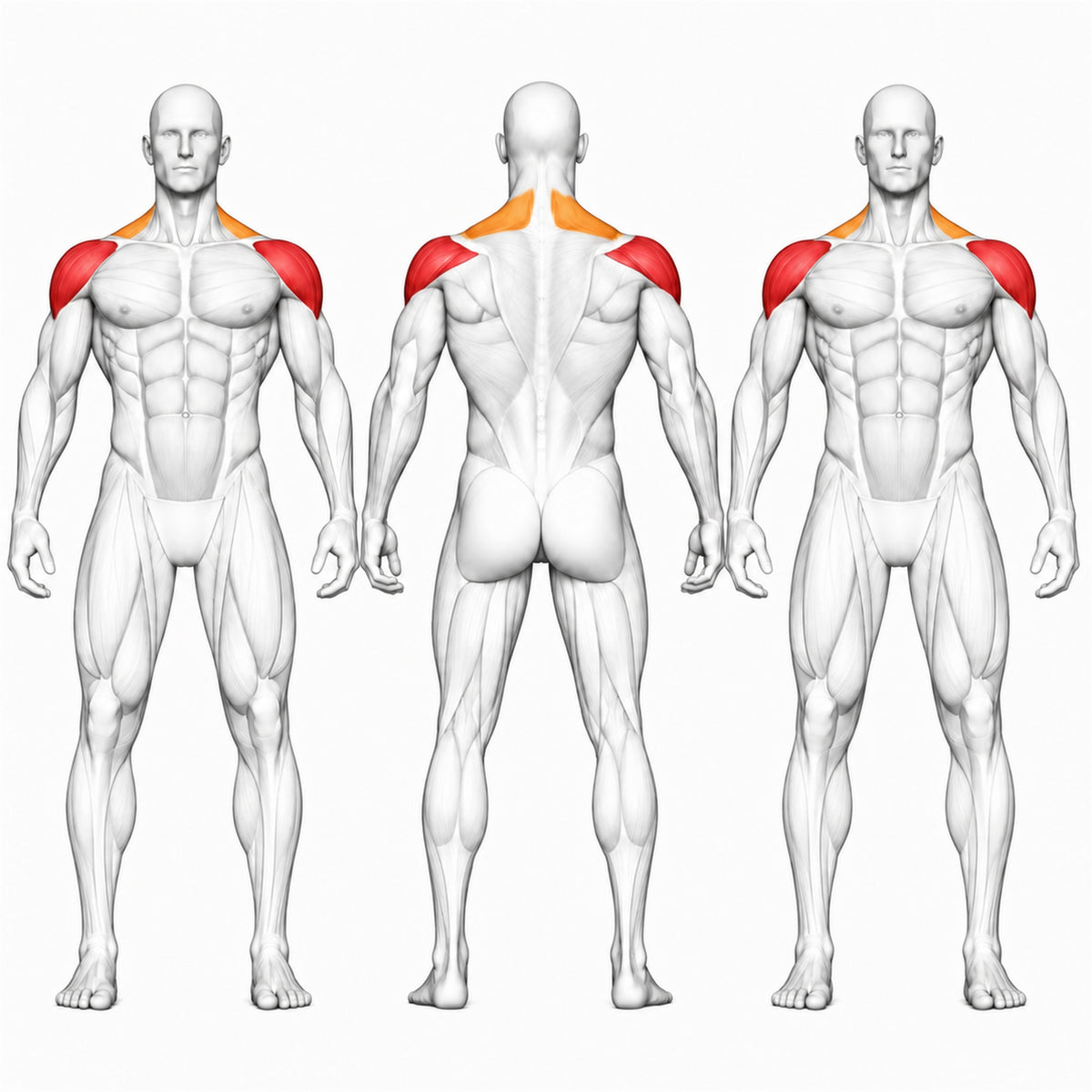 DHZ S-FORCE SM5005 Lateral Raise – Gewichtsblock Seitheben-Maschine – Übersicht der trainierten Muskelgruppen