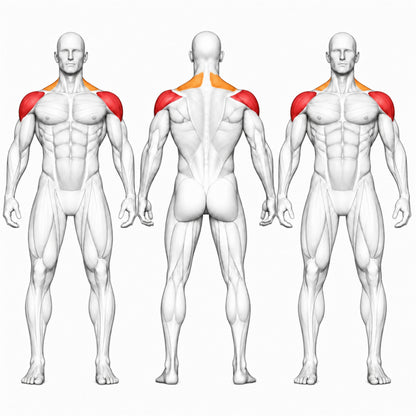 DHZ S-FORCE SM5005 Lateral Raise – Gewichtsblock Seitheben-Maschine – Übersicht der trainierten Muskelgruppen