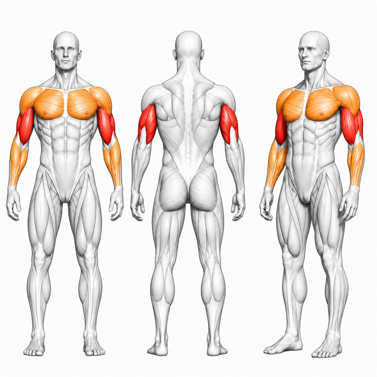 DHZ A614 Dual Triceps Extension Dip – Professionelle Plate-Loaded Trizepsmaschine – trainierte Muskelgruppen als anatomische Übersicht
