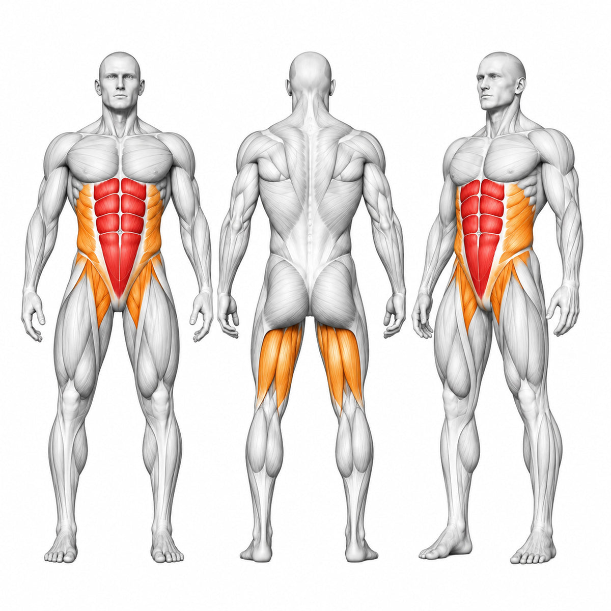 DHZ A623 V-Crunch Abdominal Trainer – Professioneller Körpergewichts-Bauchtrainer – trainierte Muskelgruppen als anatomische Übersicht