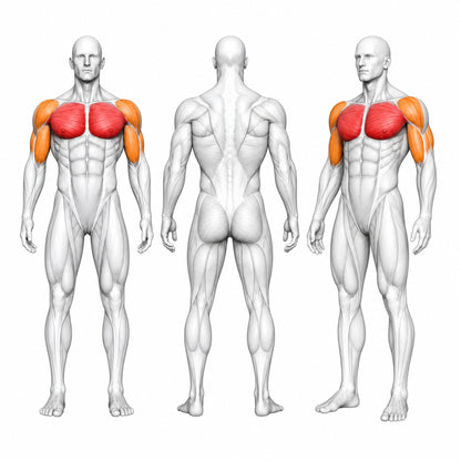 DHZ P-FORCE PM2003 Iso-Lateral Decline Chest Press – Plate Loaded Iso-Laterale Decline-Brustpresse – Übersicht der trainierten Muskelgruppen