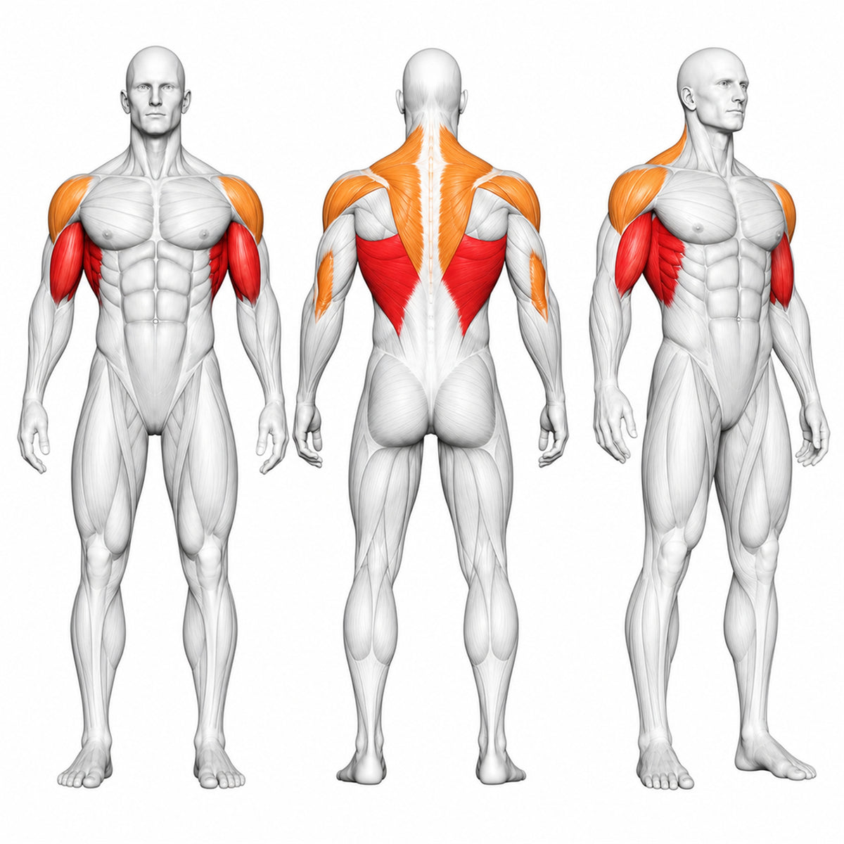 DHZ P-FORCE PM2005 Iso-Lateral Front Lat Pulldown – Plate Loaded Iso-Laterale Front-Latzugmaschine – Übersicht der trainierten Muskelgruppen