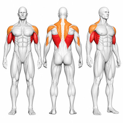 DHZ P-FORCE PM2005 Iso-Lateral Front Lat Pulldown – Plate Loaded Iso-Laterale Front-Latzugmaschine – Übersicht der trainierten Muskelgruppen