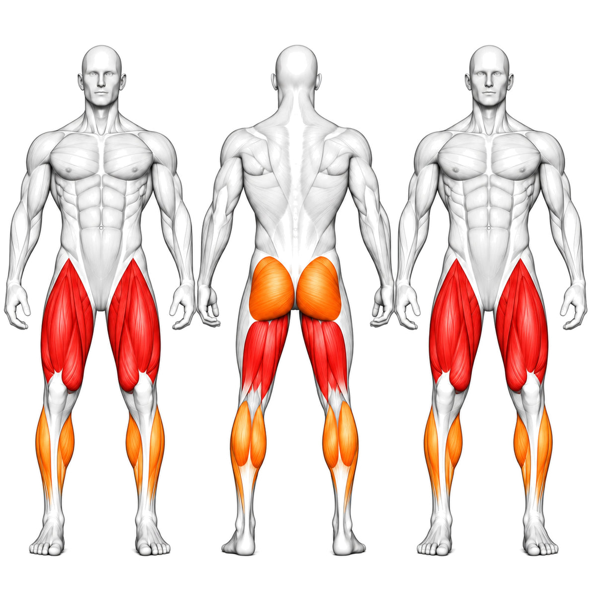 DHZ TITAN Extreme T953 Standing Alternate Leg Curl – standing alternate leg curl trainierte muskelgruppen