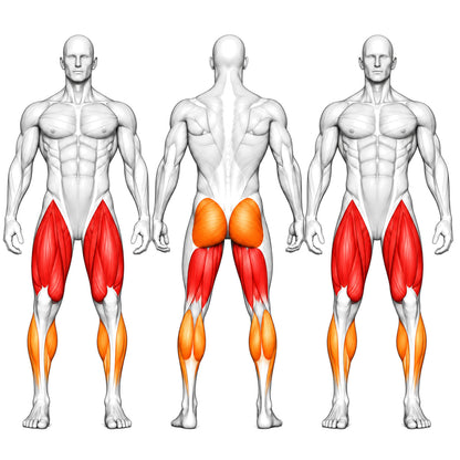 DHZ TITAN Extreme T953 Standing Alternate Leg Curl – standing alternate leg curl trainierte muskelgruppen
