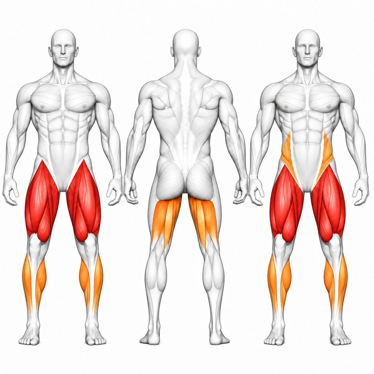 DHZ TITAN Mechanix Y960ZA Leg Extension - Plate Loaded Beinstrecker für isoliertes Quadrizeps-Training – leg extension trainierte muskelgruppen quadrizeps beinstrecker
