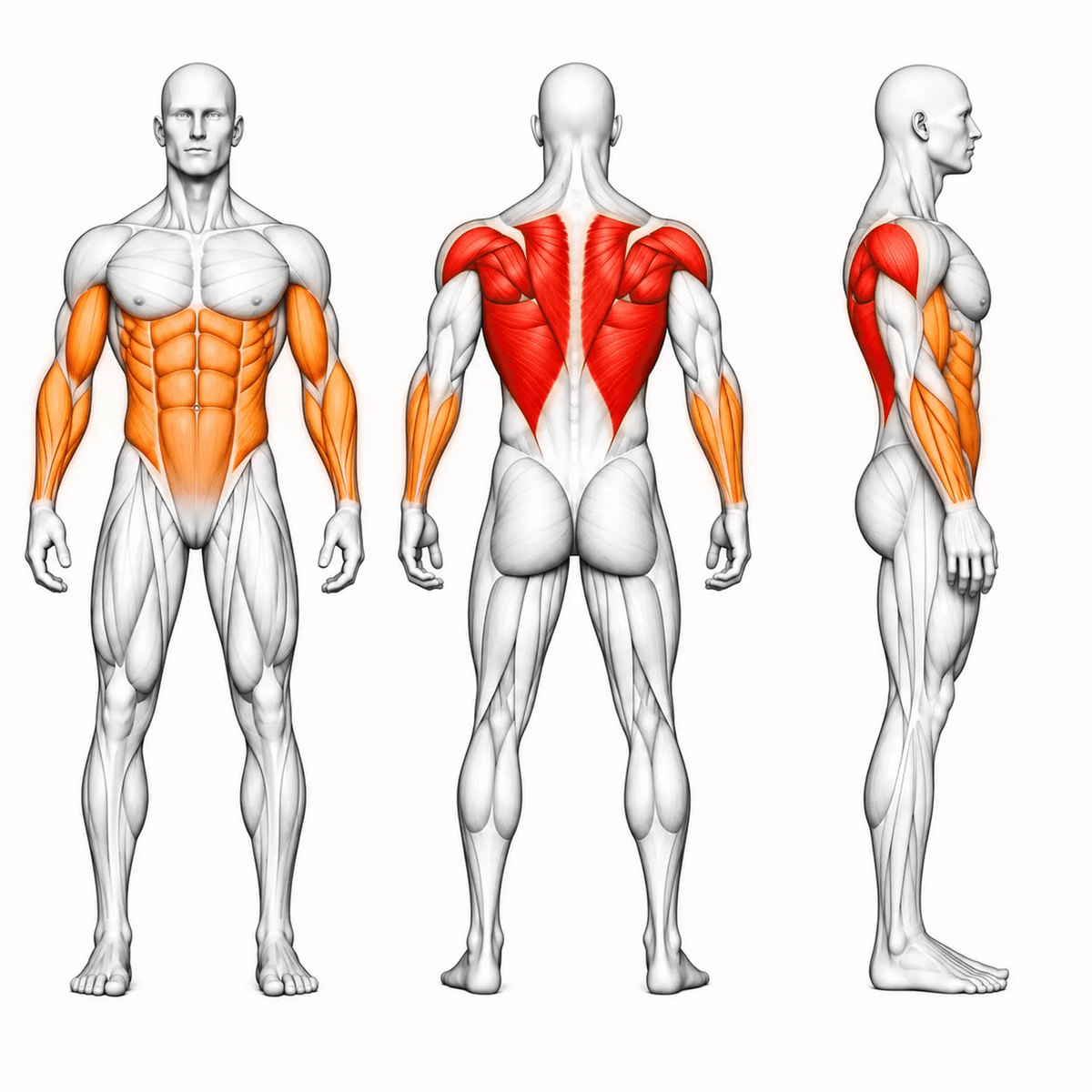 Animierte Muskelgruppen der DHZ A611 Incline Linear Row: Latissimus, Trapez und hintere Schulter primär, Bizeps, Unterarme und Core sekundär