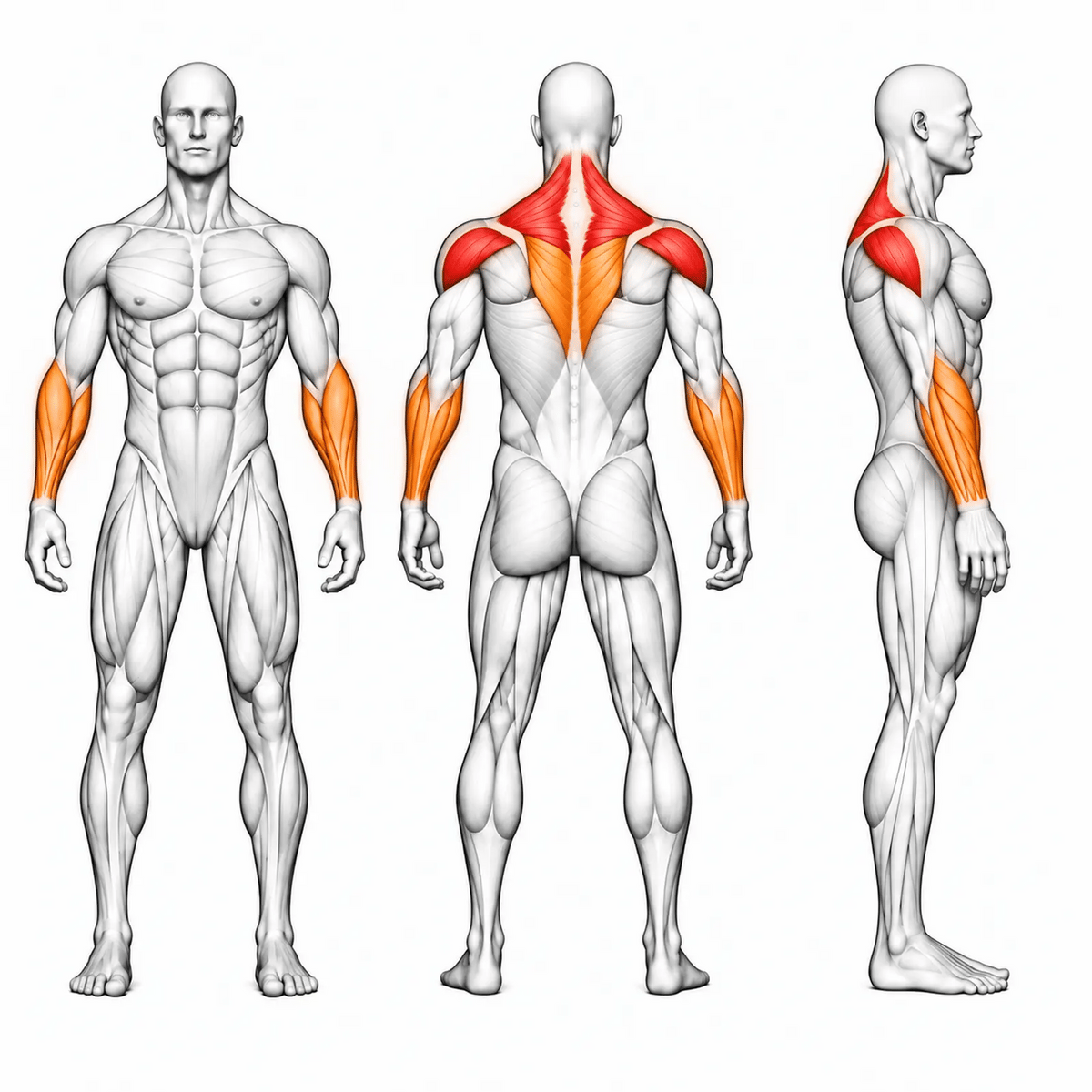 Animierte Muskelgruppen der DHZ A618 Seated Deltoid Fly: hintere Schulter und oberer Trapez primär, Rhomboiden und Unterarme sekundär