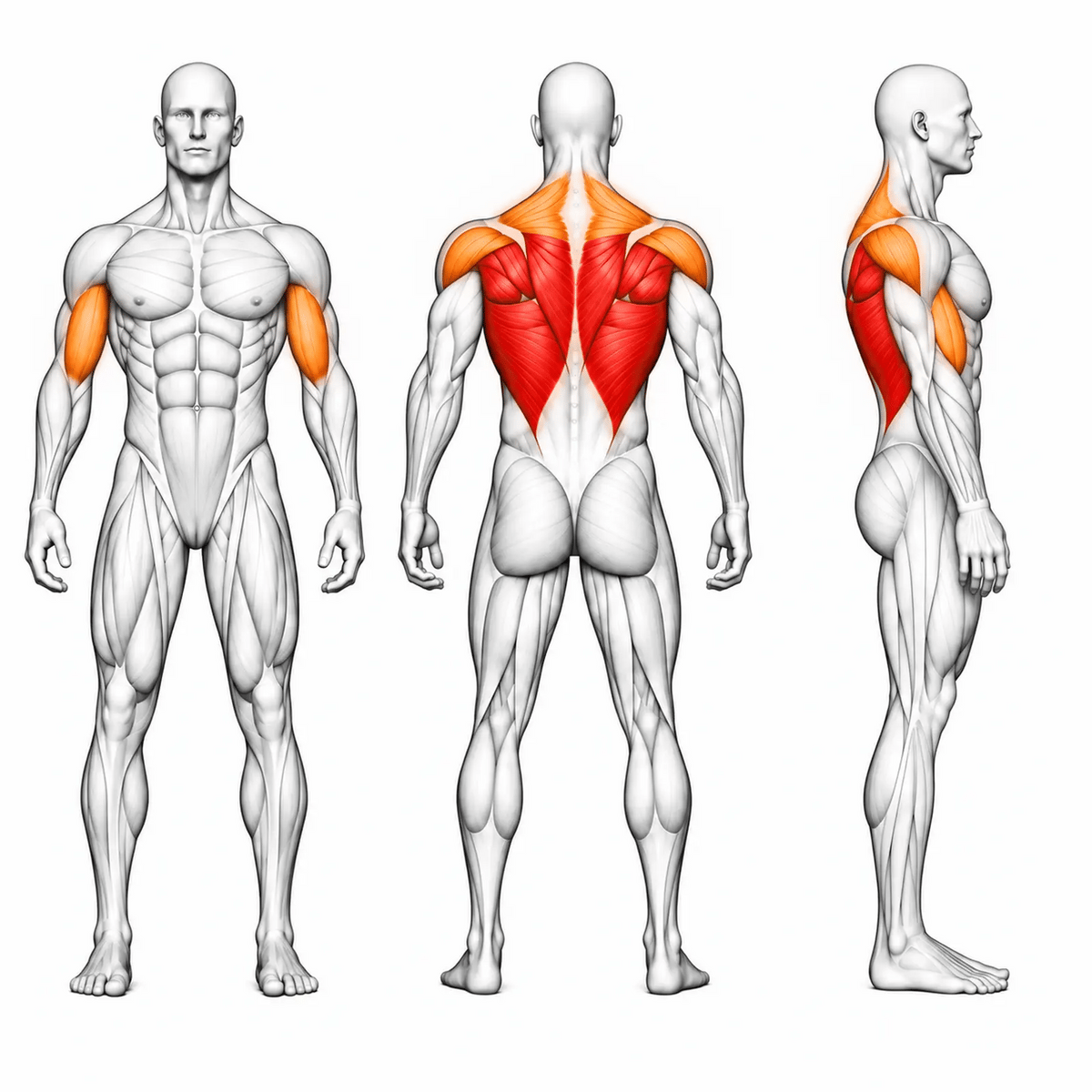 DHZ D-FORCE PM2039 Row – animierte Muskelgruppen: Latissimus und mittlerer Rücken primär, Trapez, Rhomboiden, hintere Schulter und Bizeps sekundär