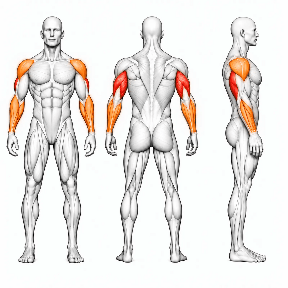 DHZ D-FORCE PM2043 Triceps Extension – animierte Muskelgruppen: Trizeps primär, vordere Schulter und Unterarme sekundär