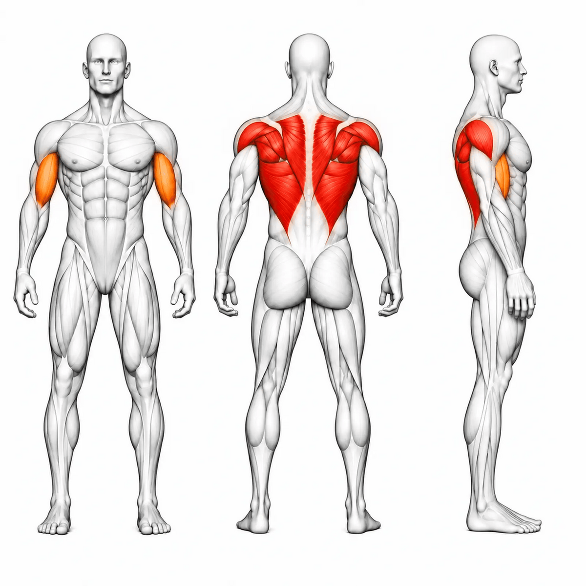 DHZ D-FORCE PM2045 High Row – animierte Muskelgruppen: Latissimus, oberer Rücken und hintere Schulter primär, Bizeps sekundär
