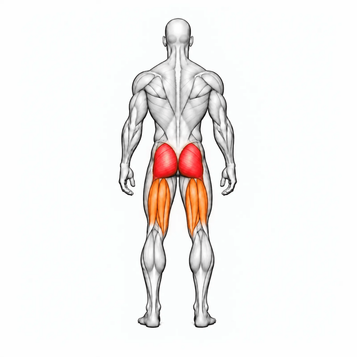 DHZ E7024 Glute Isolator – animierte Muskelgruppen: Gesäß primär, Hamstrings sekundär