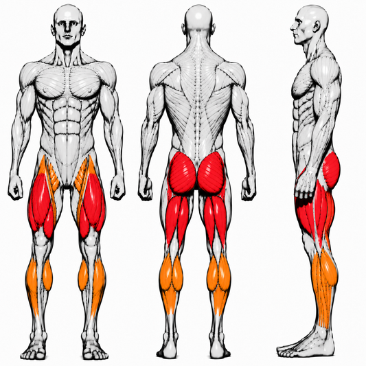 DHZ P-FORCE PM2022 Iso-Lateral Leg Extension – Plate Loaded Iso-Lateraler Beinstrecker