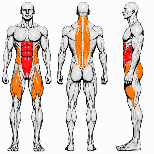 DHZ P-FORCE PM2024 Leg Extension – Plate Loaded Beinstrecker
