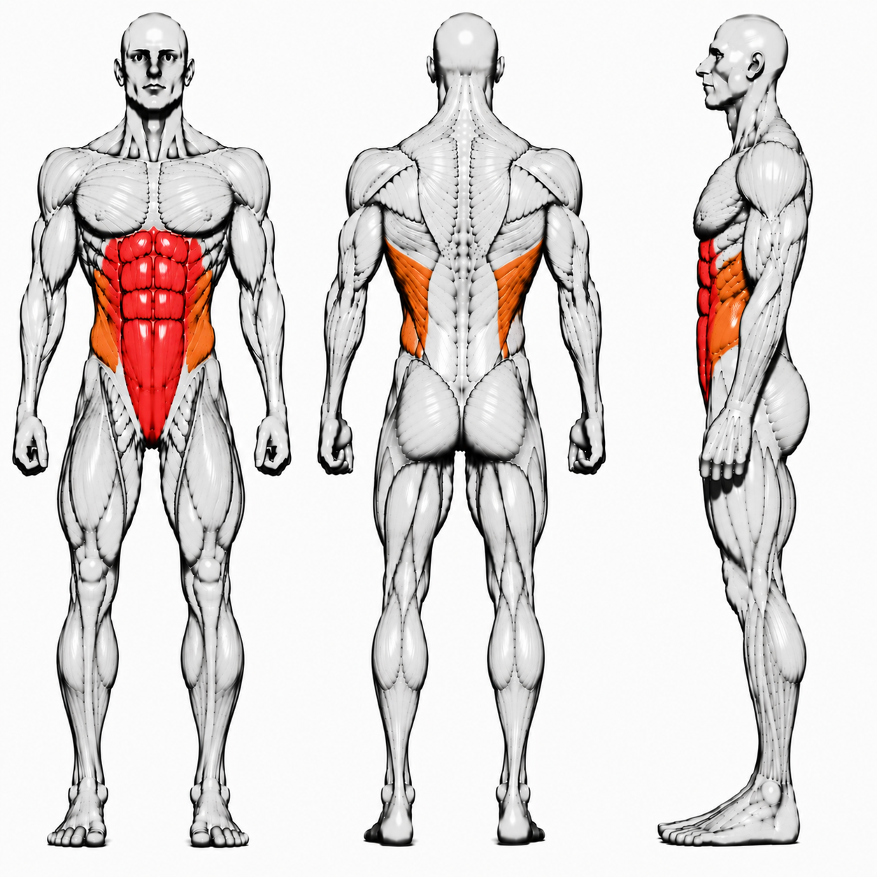 DHZ P-FORCE PM2035 Abdominal Oblique Crunch – Plate Loaded Bauch- und Rotationsmaschine