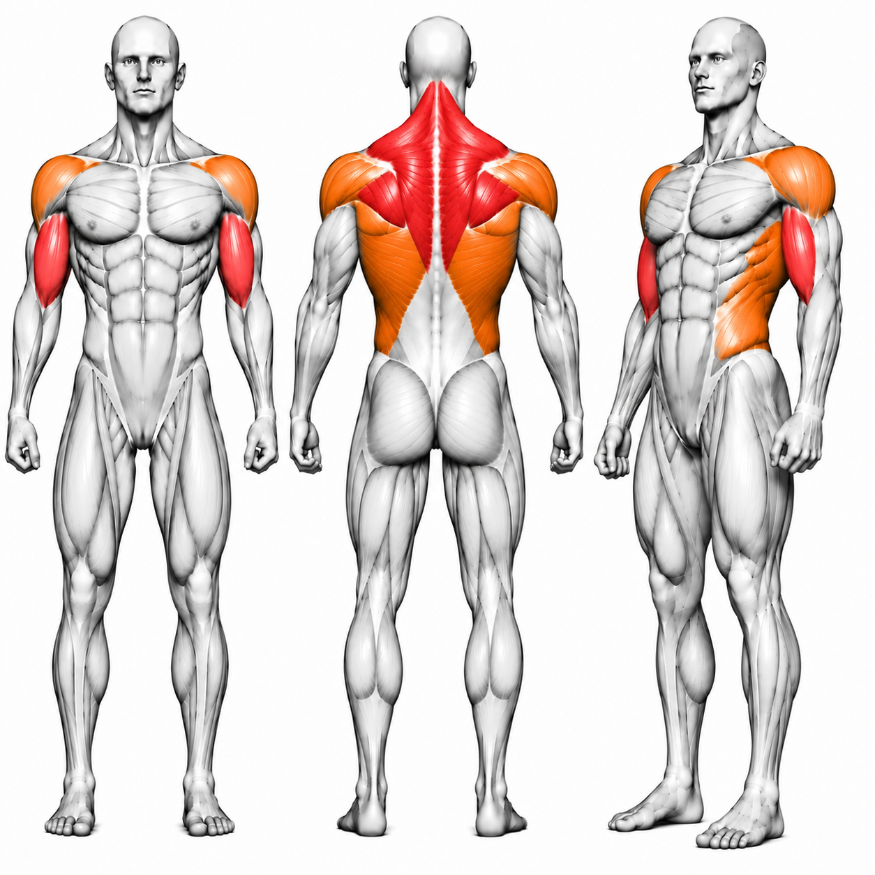 DHZ S-FORCE SM5005 Lateral Raise – Gewichtsblock Seitheben-Maschine