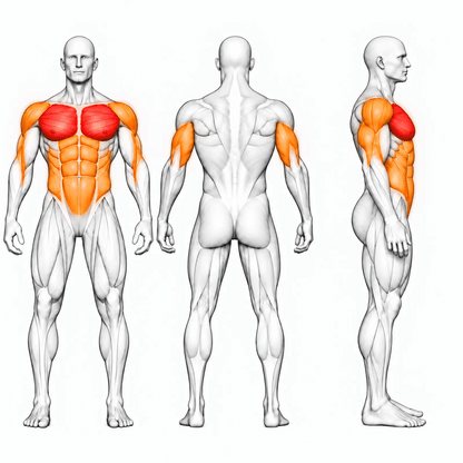 Animierte Muskelgruppen für DHZ PM3012 Olympic Flat Bench: Brust primär, vordere Schulter, Trizeps und Core sekundär