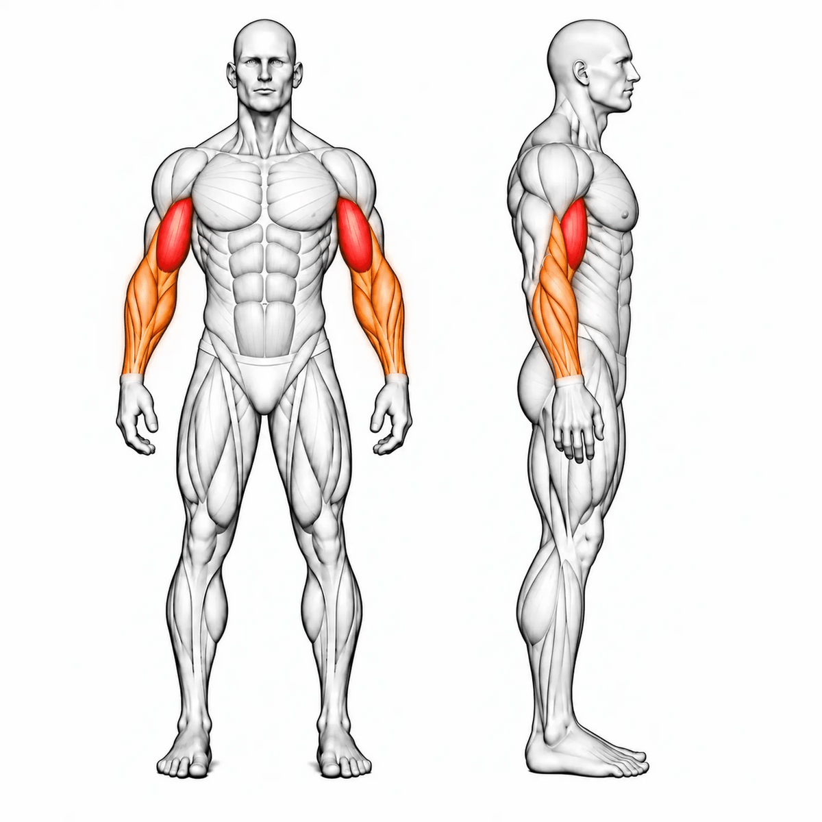 Animierte Muskelgruppen für DHZ PM3018 Preacher Curl Bench: Bizeps primär, Brachialis, Brachioradialis und Unterarme sekundär
