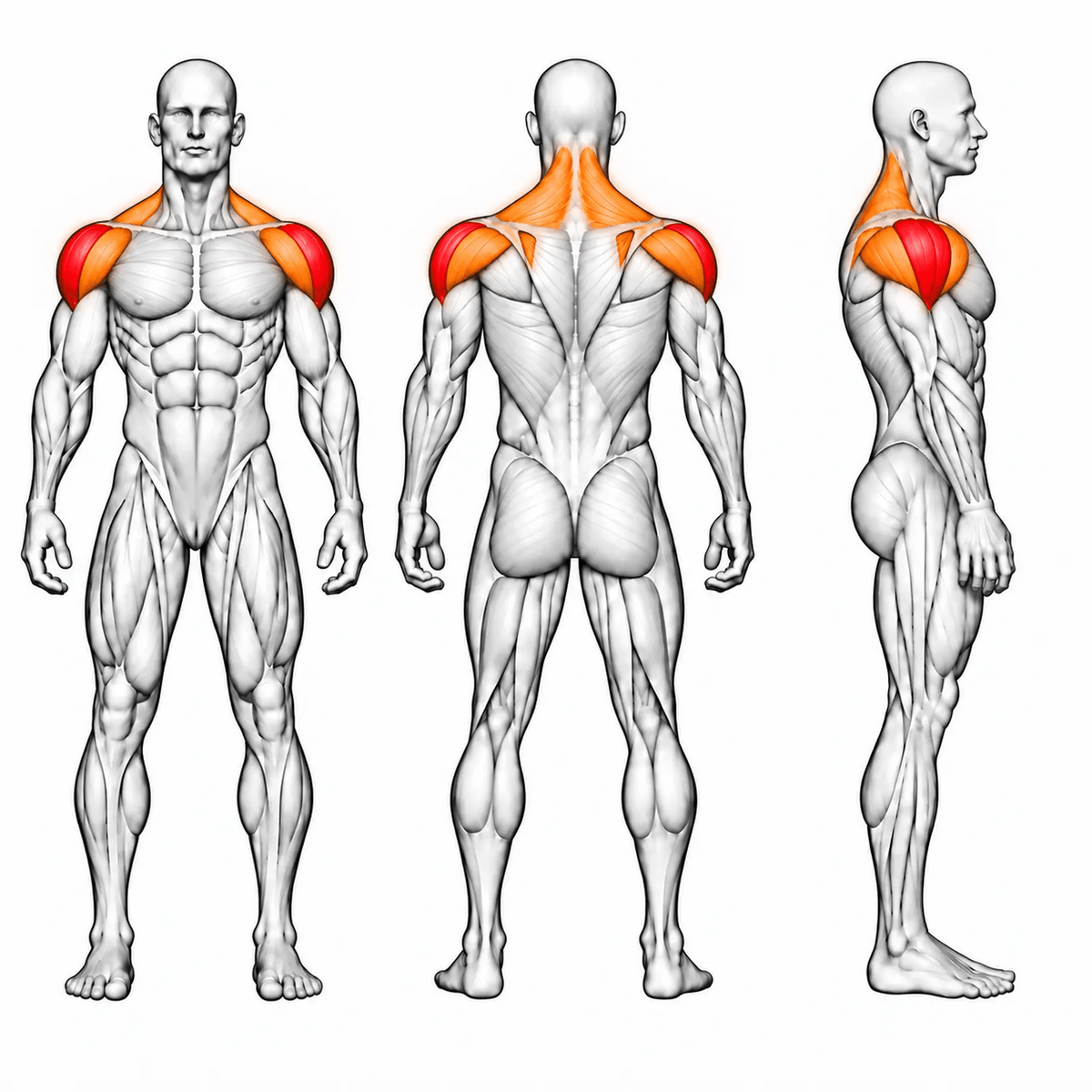 DHZ S-FORCE SM5005 Lateral Raise – animierte Muskelgruppen: seitliche Schulter primär, vordere und hintere Schulter sowie Trapez sekundär