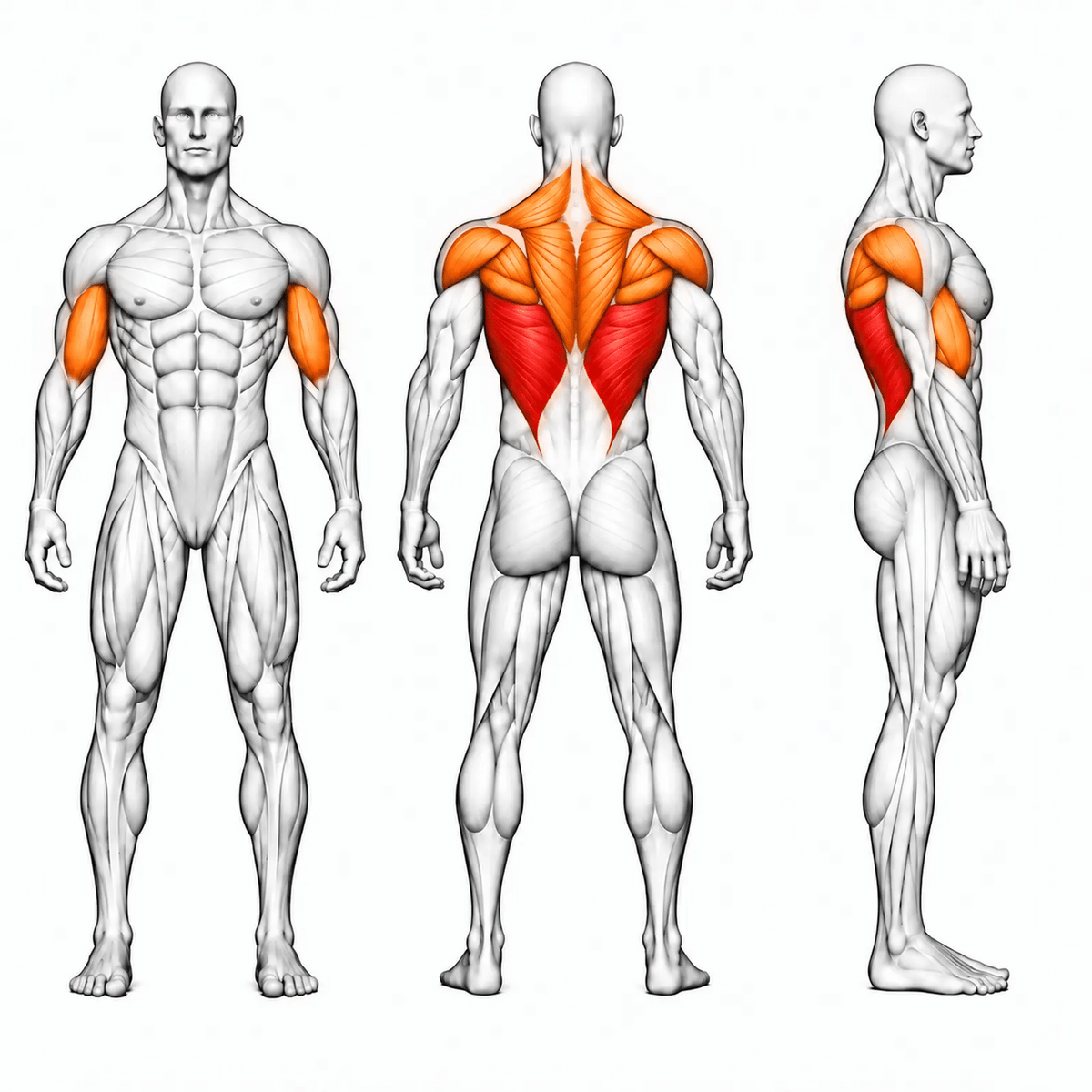 DHZ S-FORCE SM5012 Lat Pulldown – animierte Muskelgruppen: Latissimus primär, Trapez, Rhomboiden, Teres Major, hintere Schulter und Bizeps sekundär