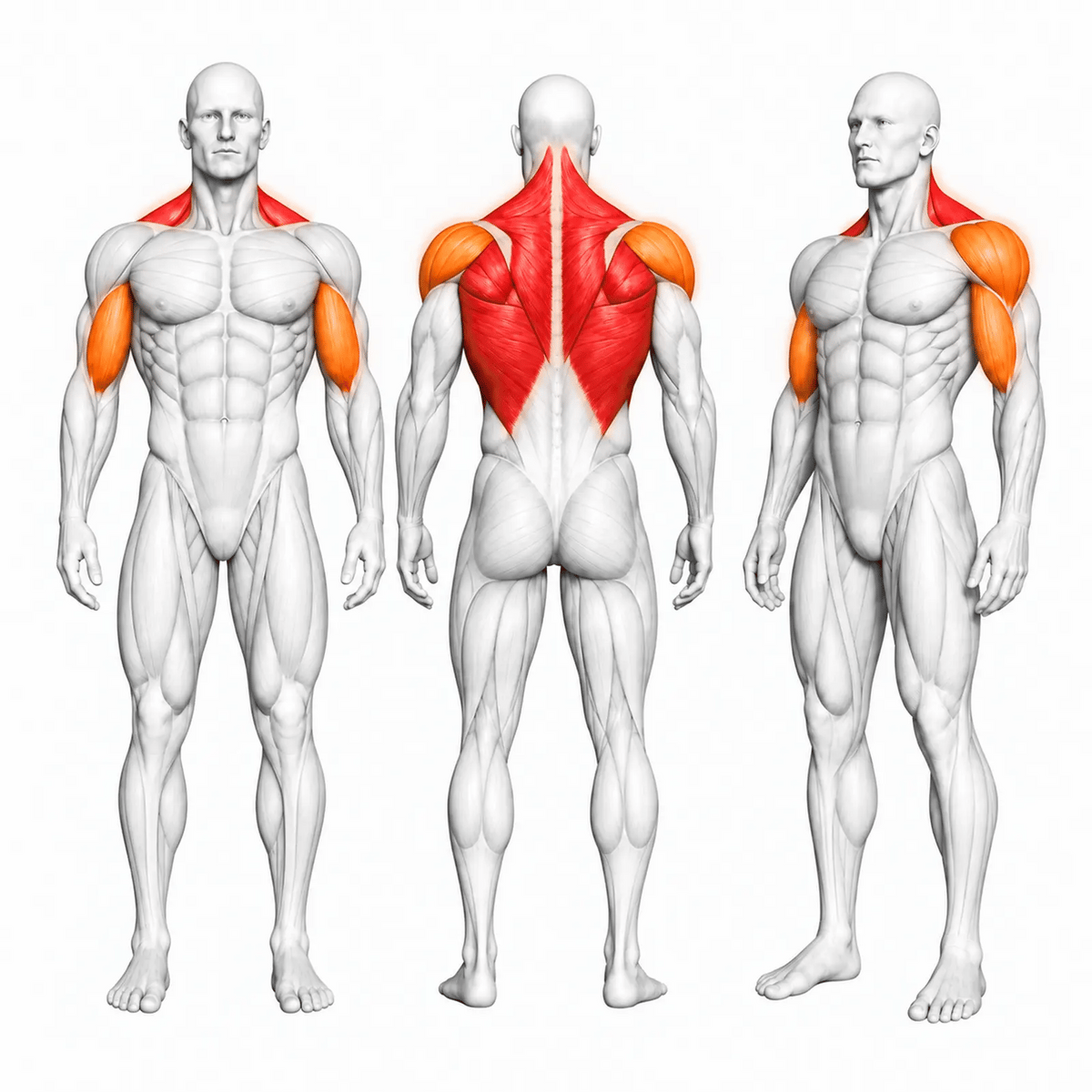 DHZ S-FORCE SM5034 Vertical Row – animierte Muskelgruppen: Latissimus, Trapez und Rhomboiden primär, hintere Schulter und Bizeps sekundär