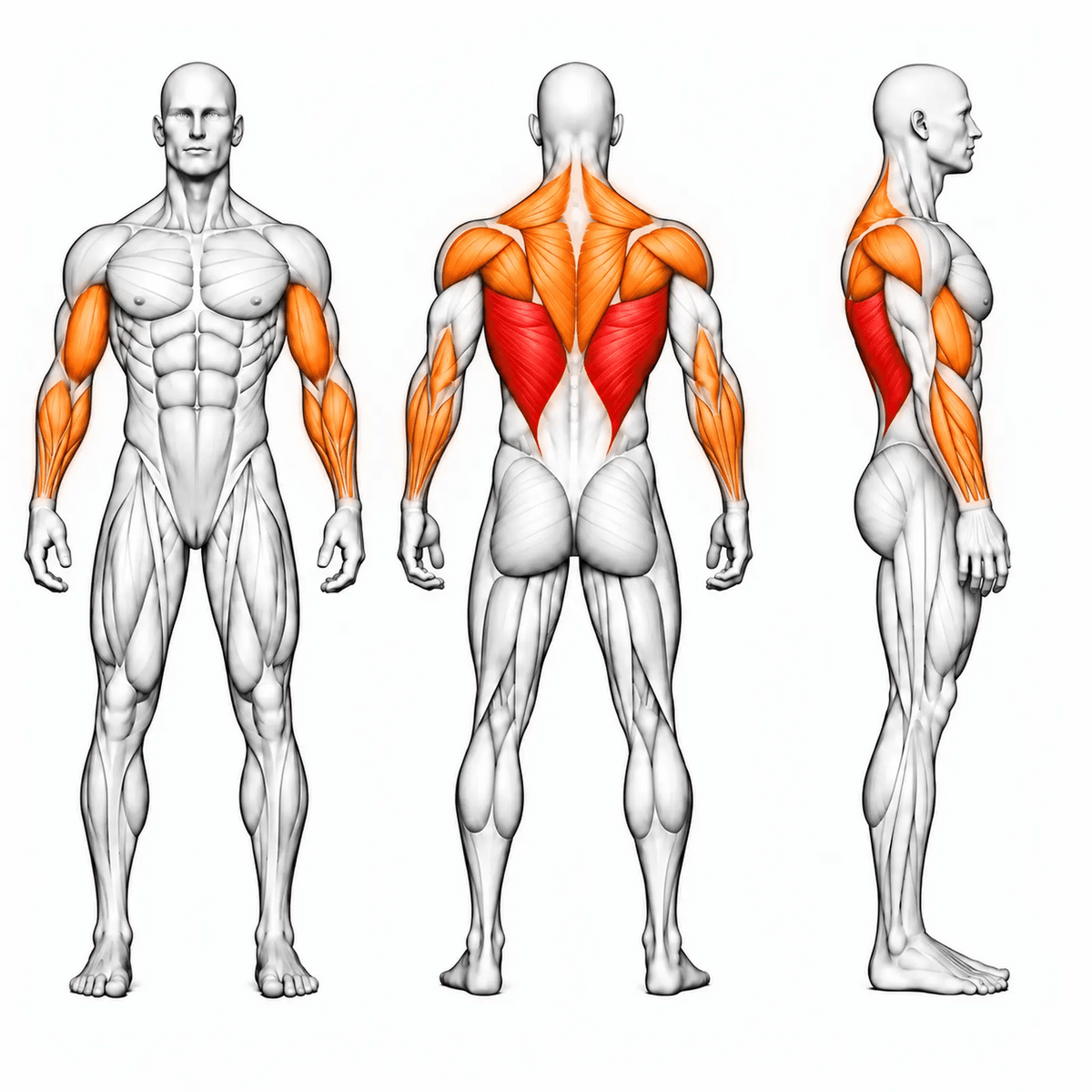 DHZ S-FORCE SM5085 Dual Latzug- und Ruderstation – animierte Muskelgruppen: Latissimus primär, oberer Rücken, hintere Schulter, Bizeps und Unterarme sekundär