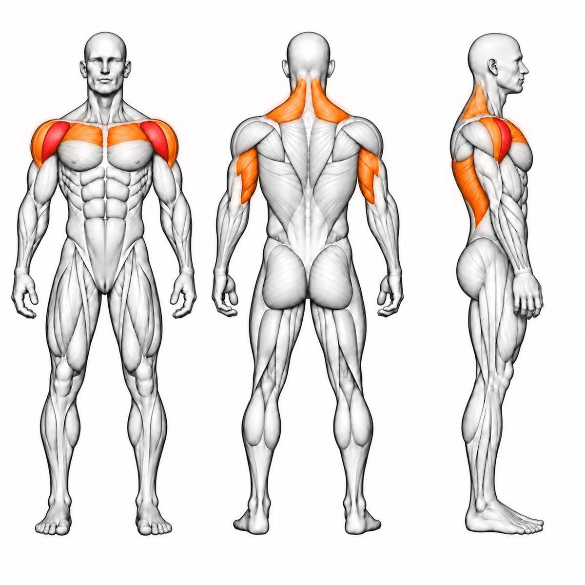 Animierte Muskelgruppen der DHZ TITAN Extreme T909 Super Deltoid Press: vordere Schulter primär; seitliche Schulter, obere Brust, Trizeps und oberer Trapez sekundär