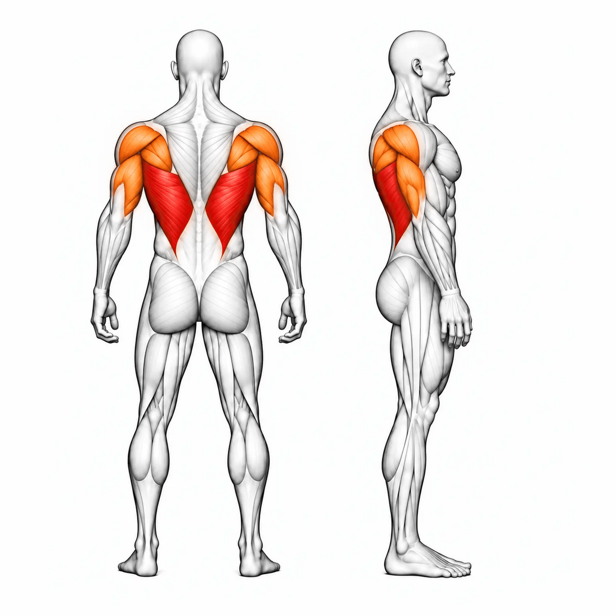 DHZ TITAN Extreme T920 Pull Over – animierte Muskelgruppen: Latissimus, großer Rundmuskel, hintere Schulter und Trizeps