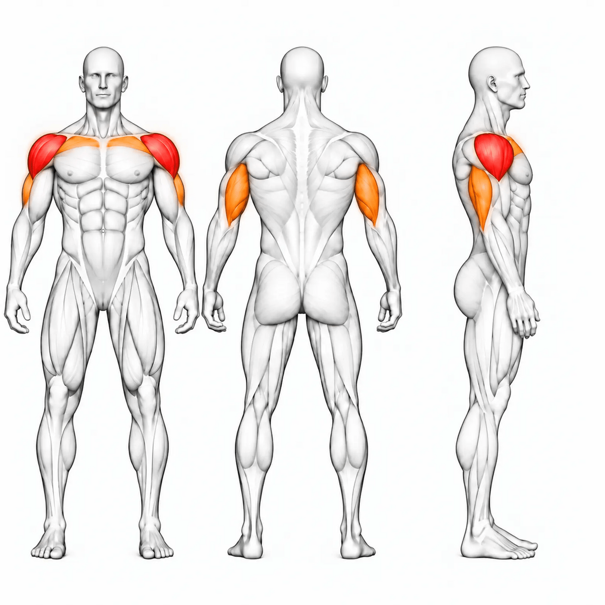 Animierte Muskelgruppen der DHZ U2006 Shoulder Press: vordere und seitliche Schulter primär, Trizeps und obere Brust sekundär