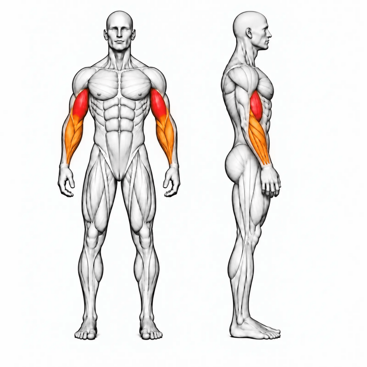 Animierte Muskelgruppen der DHZ U2044 Seated Preacher Curl: Bizeps primär, Brachialis und Unterarme sekundär
