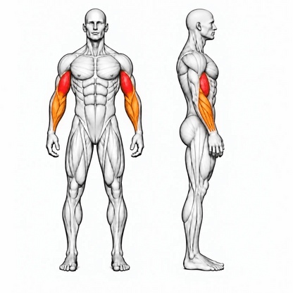 Animierte Muskelgruppen der DHZ U2044 Seated Preacher Curl: Bizeps primär, Brachialis und Unterarme sekundär