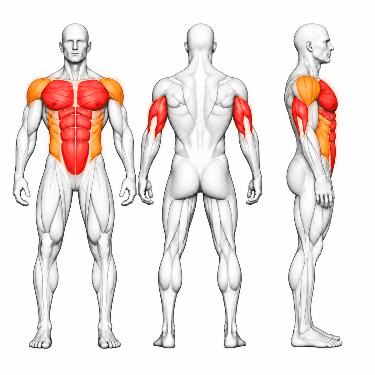 Animierte Muskelgruppen der DHZ U2047 Vertical Knees Up Dip: Bauch, Brust und Trizeps primär, schräge Bauchmuskeln und vordere Schultern sekundär