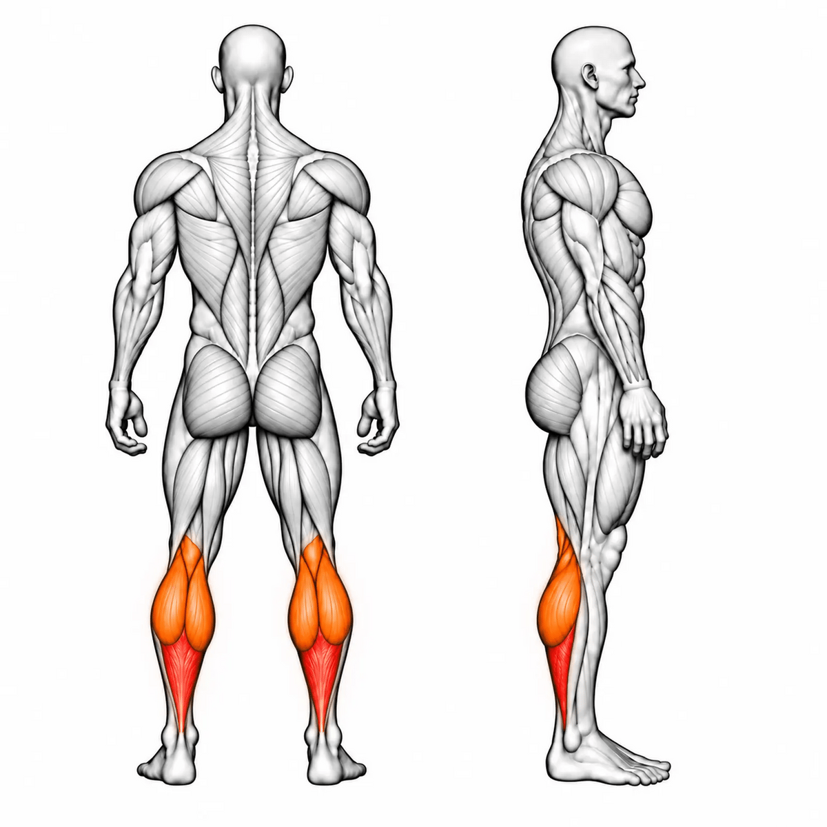 DHZ U2062 Seated Calf – animierte Muskelgruppen: Soleus primär, Gastrocnemius sekundär